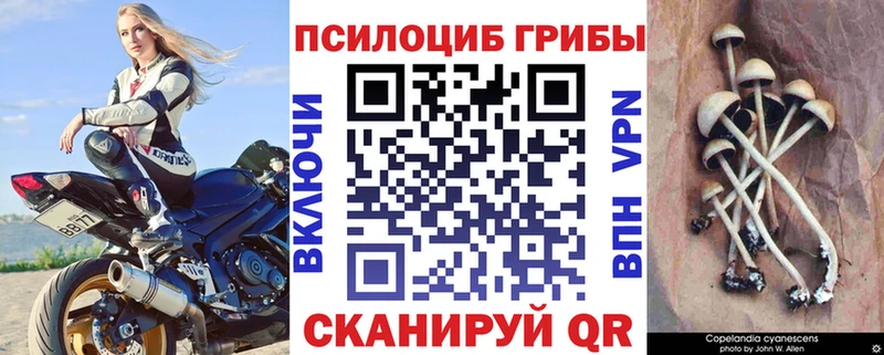 Псилоцибиновые грибы Psilocybine cubensis  Городище 